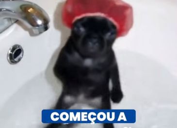 Começou a Vacinação Antirrábica 